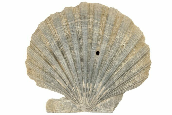 Miocene Fossil Scallop (Chesapecten) - Virginia #189089